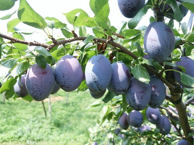 プルーン狩り_マルダイ大場農園