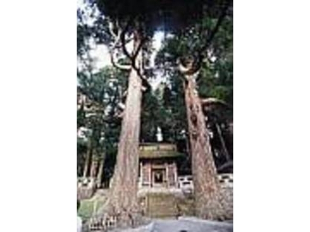 さらに歴史の重みを感じさせる大杉が目印_鉾納社