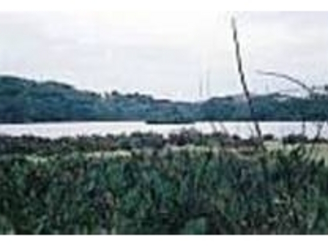 沼地周辺では珍しい動植物が多数生息する_久部良ミットゥ