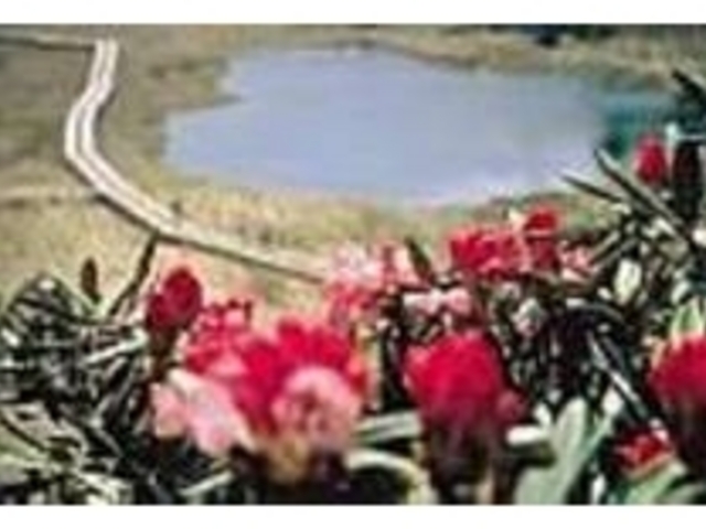 本白根の周辺は高原植物の宝庫だ!_本白根探勝遊歩道