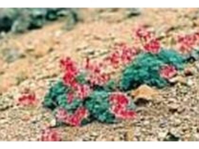 白根といえば、高山植物の女王コマクサ_本白根探勝遊歩道