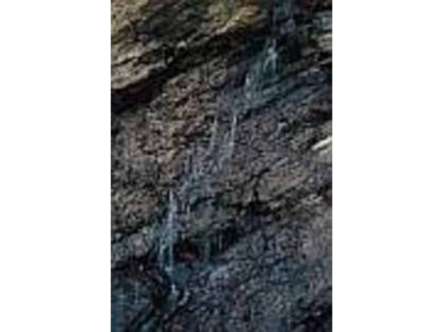 木の横の壁からは湧き水が流れている_川田のサキシマスオウの木