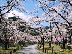 中部電力の桜公園の写真1