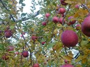 奥村農園の写真4