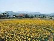 水仙街道の写真1