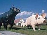 オキハムの写真1