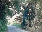 歴史の道 国頭方西海道の写真2