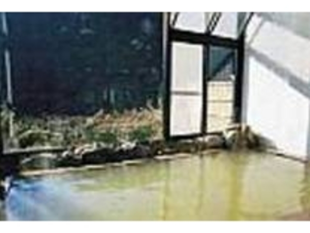 内湯からは川沿いに咲く梅の花を眺められる_村営 鶴の湯温泉