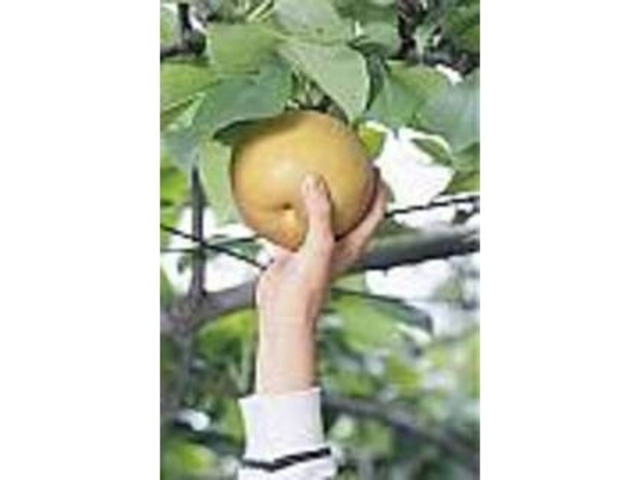 下部が淡いオレンジに染まったものがよい_真嶋園