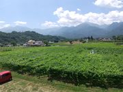 シャルマンワインの写真3