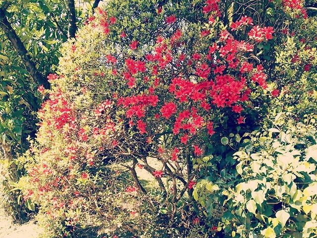 季節の花々A_陶工房びあんこ