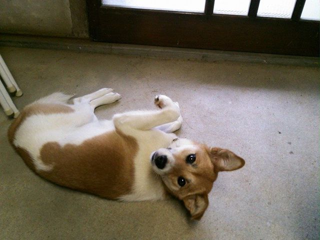 お転婆看板犬♪_陶工房びあんこ
