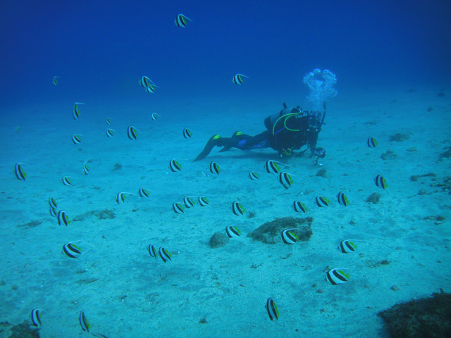 秋の伊豆は沖縄以上の透明度と南国の魚たち_ダイブショップ宝島