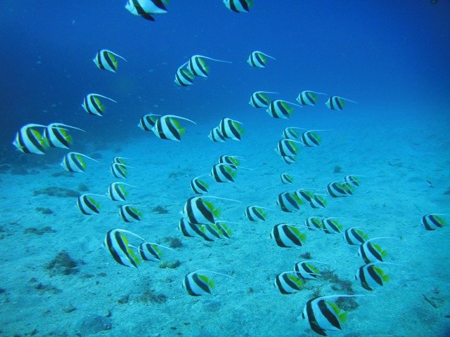 黒潮が南の海の魚たちを伊豆へ連れてきます_ダイブショップ宝島