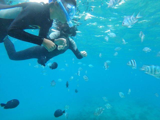 色鮮やかな魚たち。_やんばる遊び処 蒼空堂