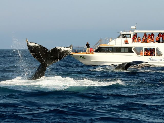 間近に見るクジラの迫力は圧巻です_沖縄アイランドクルー