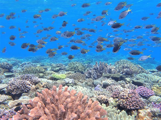 夏も冬も海の中はとっても綺麗!素敵なポイントへお連れします!_沖縄アイランドクルー