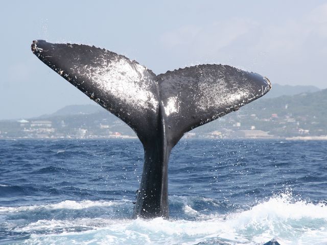 クジラの大きな尾びれ!見応え十分です(^^)_沖縄アイランドクルー
