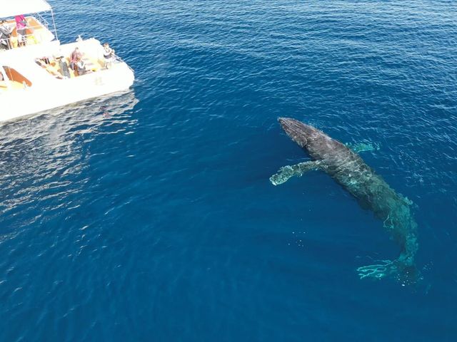 クジラの方から近づいて来る事もありますよ〜_沖縄アイランドクルー