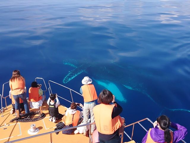 クジラから近づいて来て、水中のクジラをウォッチング出来ちゃう事も♪(レアケースですが(^^;)_沖縄アイランドクルー