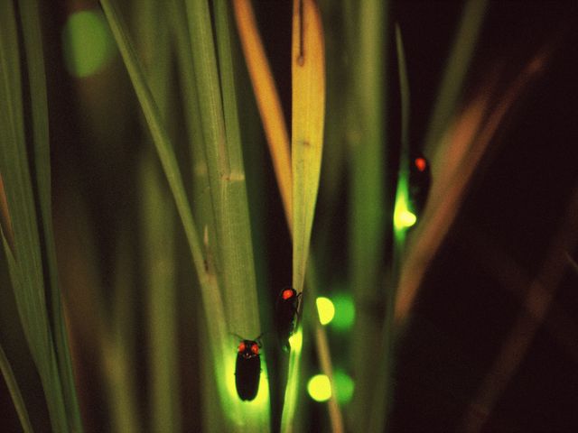 近くの田園でホタル観賞(*^^*)_奥利根温泉ホテルサンバード