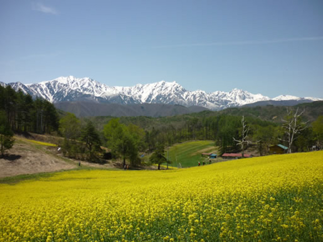 春の菜の花畑と残雪の北アルプス_NPO地域づくり工房