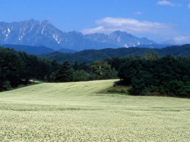 秋の蕎麦畑と北アルプス_NPO地域づくり工房
