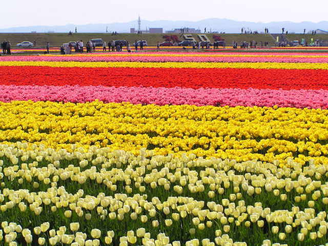 五泉市チューリップまつり(4月中旬〜4月下旬)_咲花温泉 翠玉の湯 佐取館