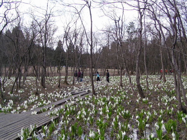 水芭蕉公園(3月下旬)_咲花温泉 翠玉の湯 佐取館