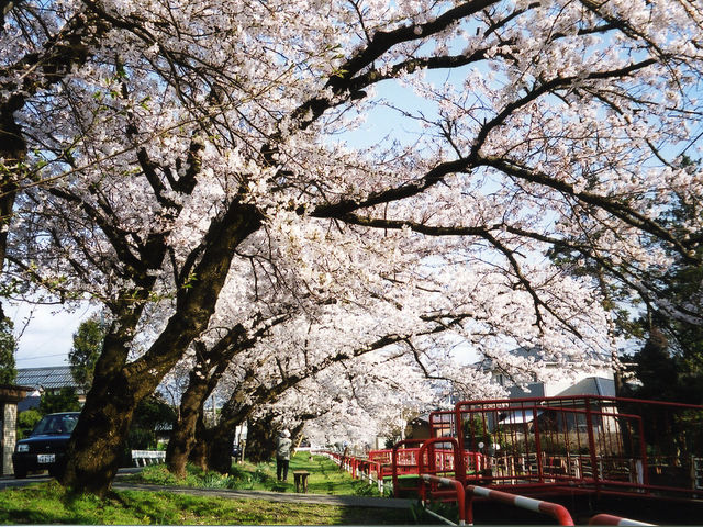 桜橋桜並木(4月中旬)_咲花温泉 翠玉の湯 佐取館