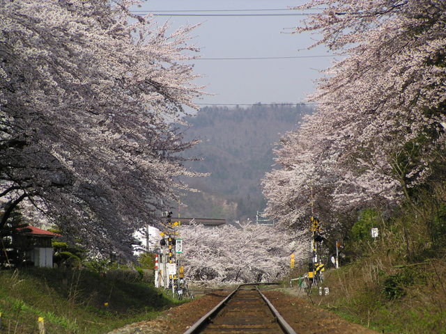 咲花温泉桜並木(4月中旬)_咲花温泉 翠玉の湯 佐取館
