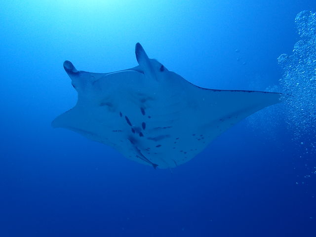 石垣島FLOWFISH