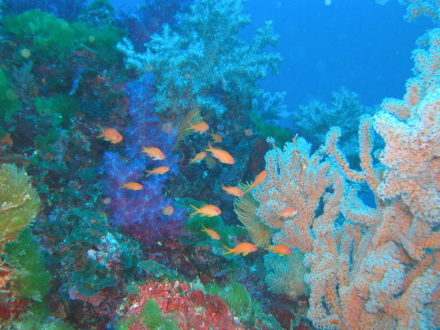 伊豆海洋公園の海中景観_DIVING SERVICE GO TO THE SEA