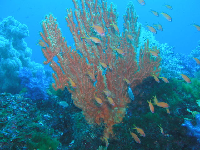 伊豆海洋公園の海中景観_DIVING SERVICE GO TO THE SEA