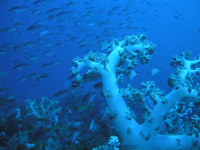 伊豆海洋公園の海中景観_DIVING SERVICE GO TO THE SEA
