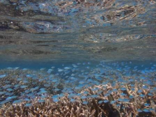 のんびりと水中散歩中は最高ですよ。_アクアカラーズ