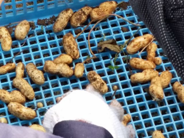 農家レストラン まねき猫(農業体験)