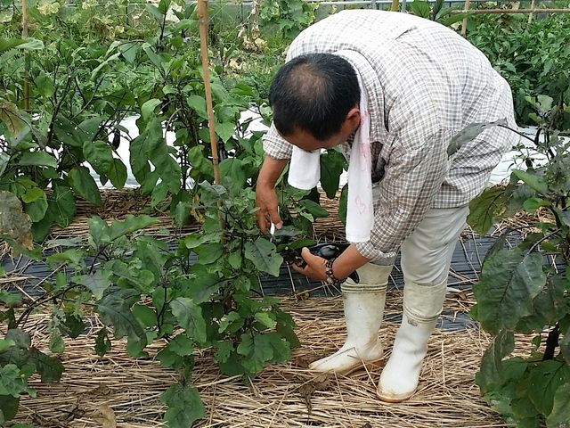 農家レストラン まねき猫(農業体験)