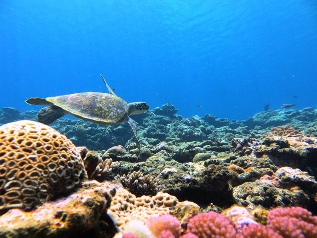 ★サンゴ畑を優雅に泳ぐウミガメとランデブー♪_シーマックスダイビングクラブ沖縄