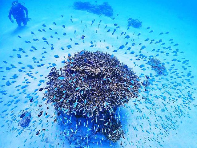 ★透明度抜群の海の中は、まるで竜宮城の世界♪_シーマックスダイビングクラブ沖縄