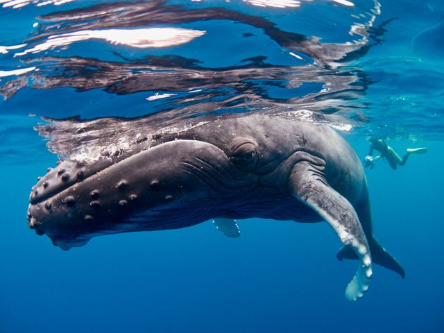 ホエールスイム!ザトウクジラのまなざしが_ダイビングショップBLUEZONE