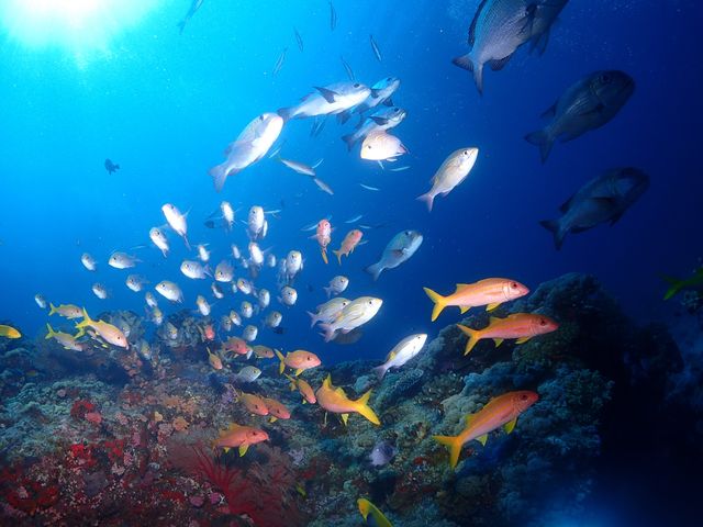 想像とおりの美ら海の世界が目の前に広がっています。_ダイビングショップBLUEZONE