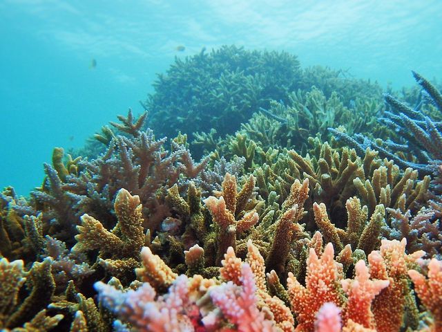 サンゴに熱帯魚…別世界の空間です。_OKマリンクラブ宮古島