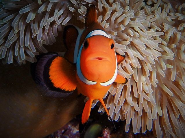 優雅に泳ぐ熱帯魚と戯れたり、美しい珊瑚礁を眺めたりと、まるで竜宮城のような神秘的な光景と出会えるのは、神の島、宮古島の旅ならではの魅力です_OKマリンクラブ宮古島