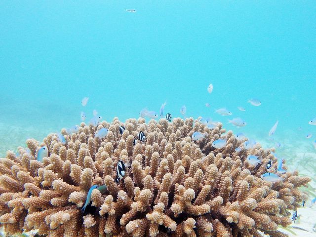 透明度が高いため、水中写真や動画撮影もキレイにおさめることができるでしょう。_OKマリンクラブ宮古島