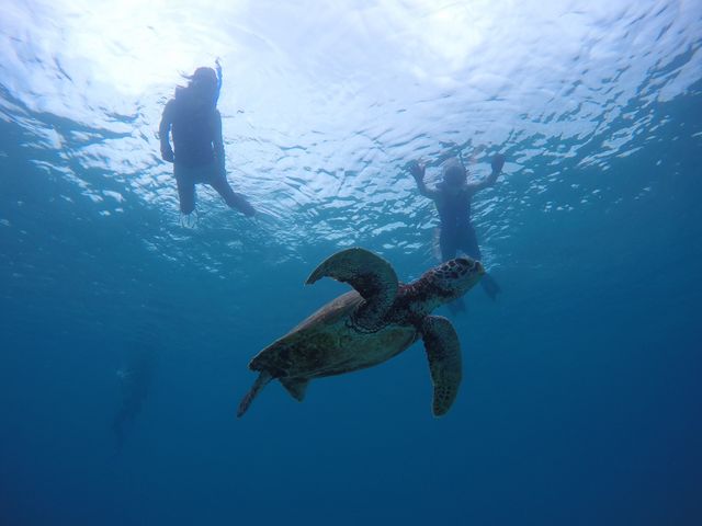 ウミガメシュノーケル_GRAT!S!SUP
