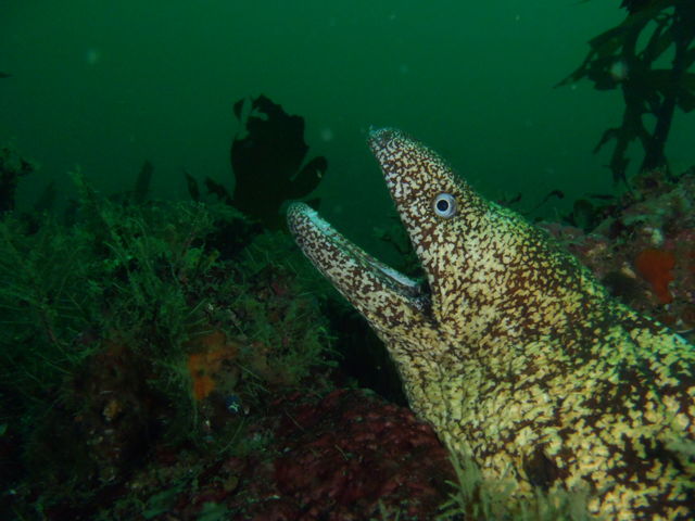 「海のギャング」というのはウソ!ウツボはシャイで臆病な魚です〜_ダイブステーション35