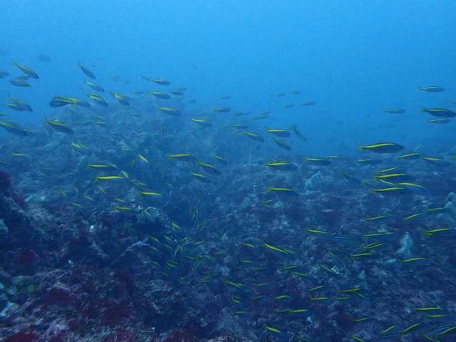 カラフルな魚の群れは癒されます_ダイブステーション35