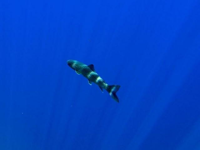 光の柱の中を泳ぐアメマス_ネイチャーアクティビティセンター オーシャンデイズ