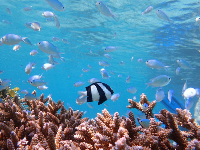 大人気デバスズメダイ_海メルト